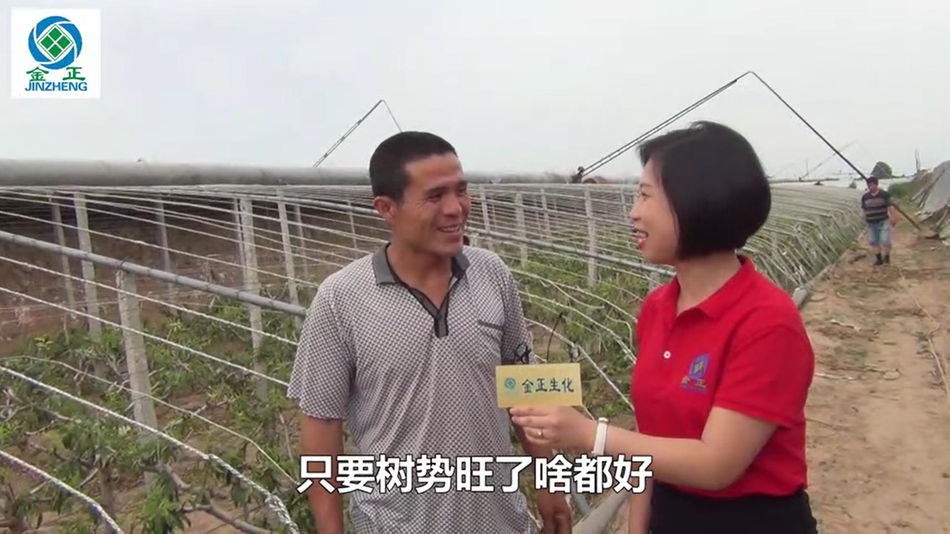 個(gè)大！果靚！冠縣油桃使用5個(gè)15的案例